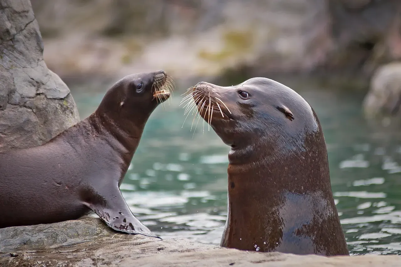 California's Channel Islands: sea lions bouncing back (Image Credits: Pixabay)