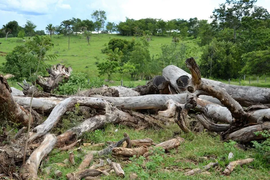 1. Bolivia - The Fastest-Rising Deforestation Frontier (Image Credits: Pexels)