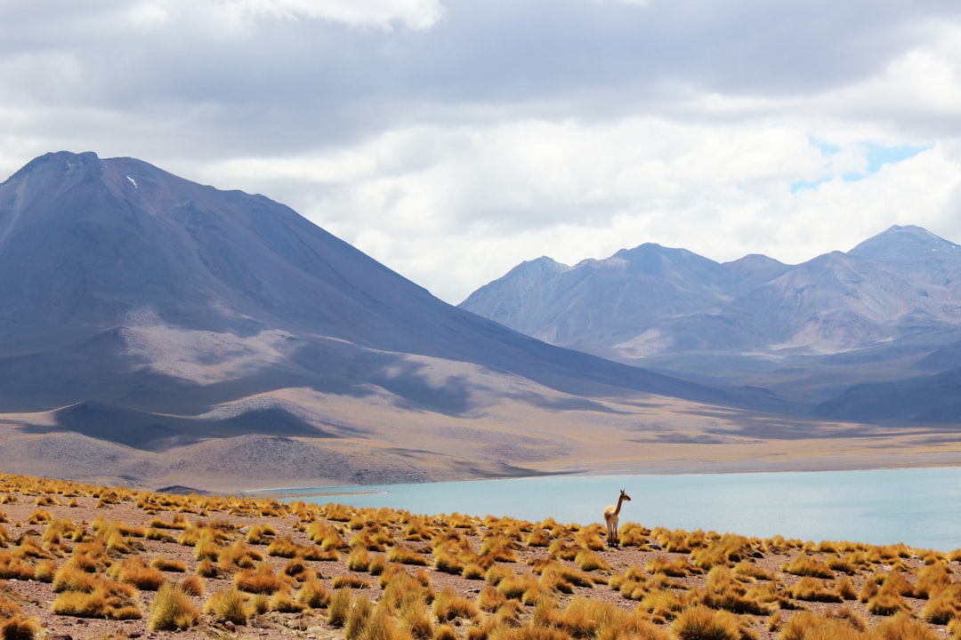 Patagonian Desert Sits Between Mountains and Ocean (image credits: unsplash)