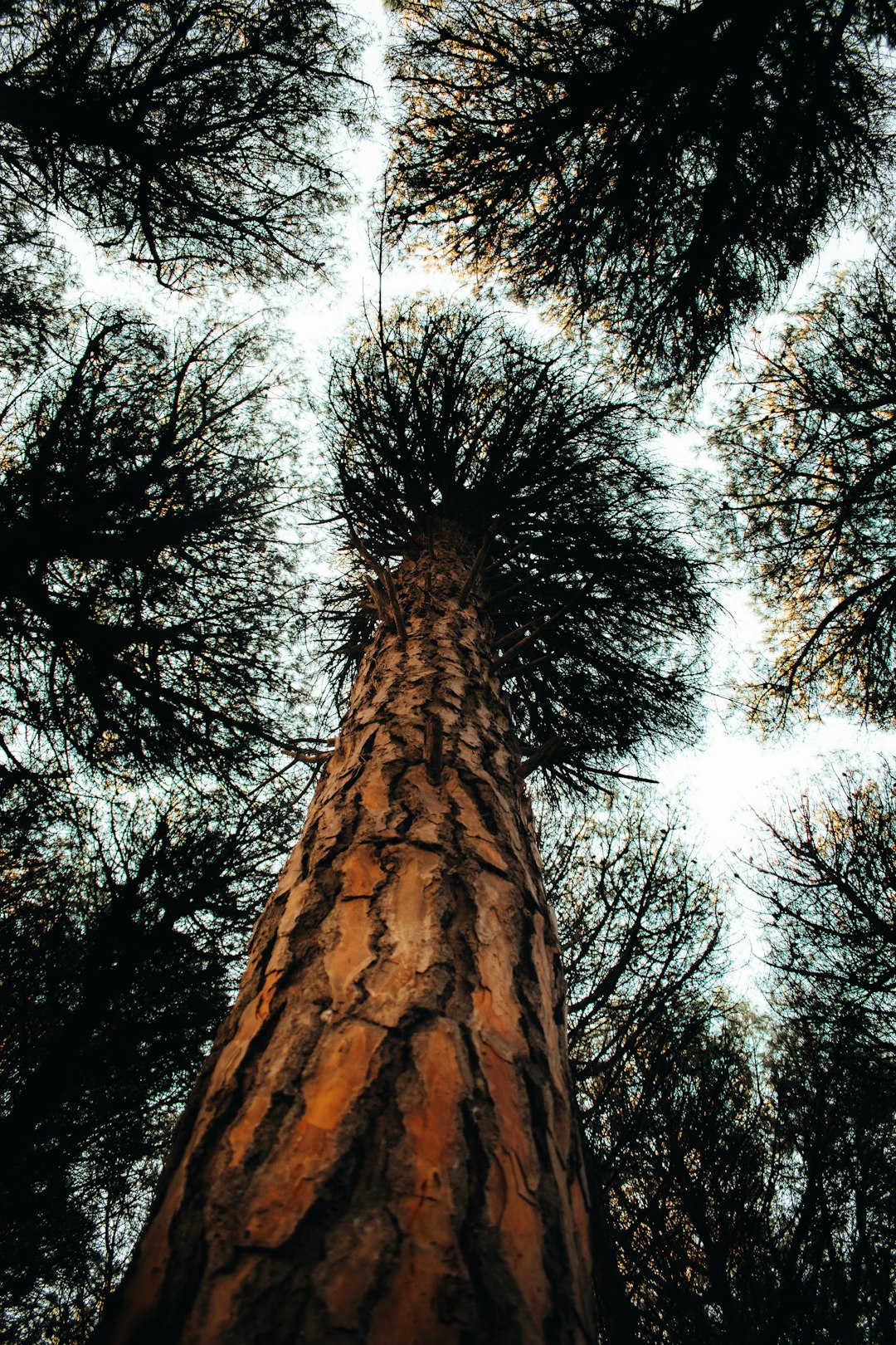 Carbon Storage: The Climate Change Connection (image credits: unsplash)