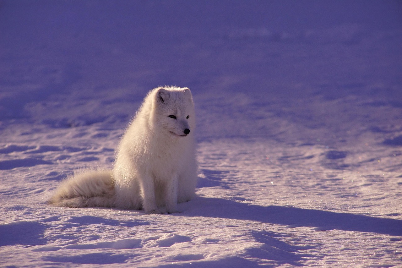 The Arctic Desert Dominates the North (image credits: pixabay)