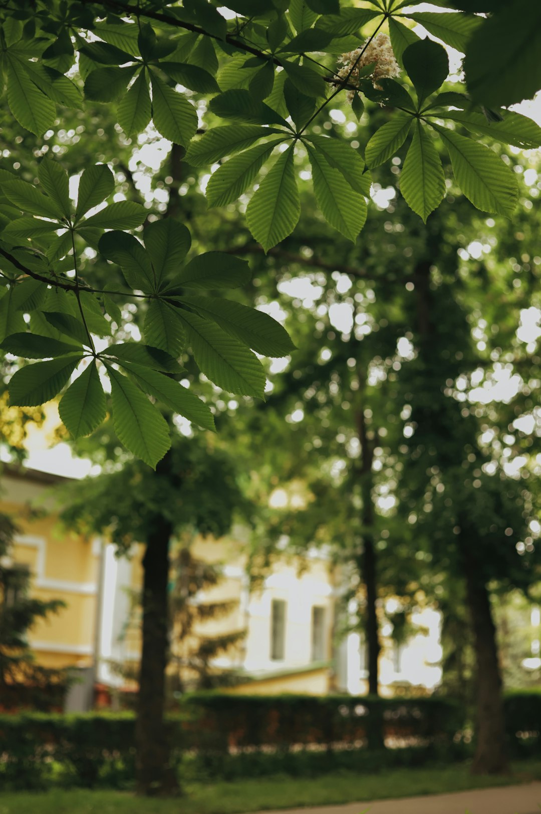 The Sicilian Survivor - Chestnut Tree of One Hundred Horses (image credits: unsplash)