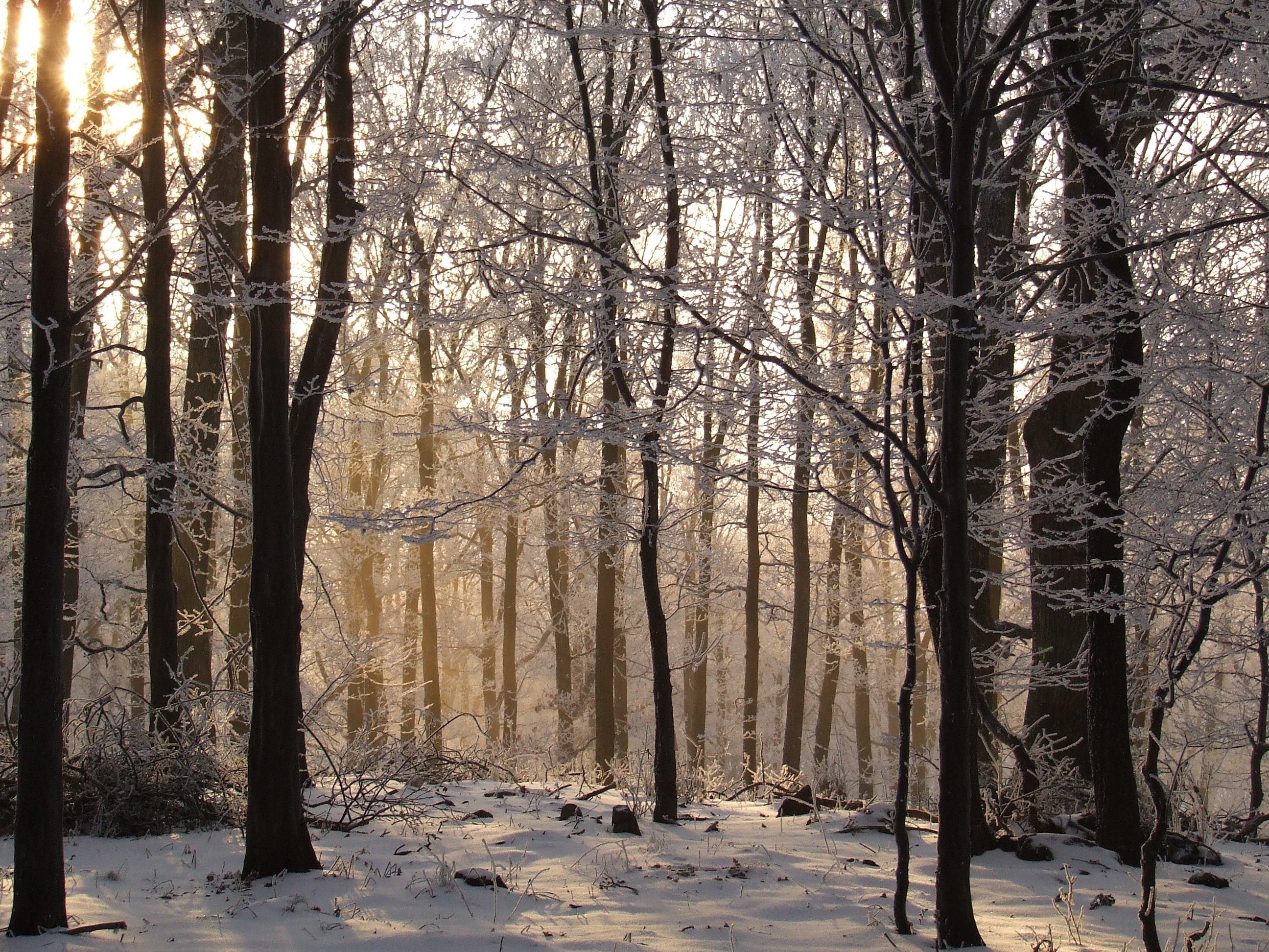 Regional Variations: Not All Forests Are Created Equal (image credits: wikimedia)