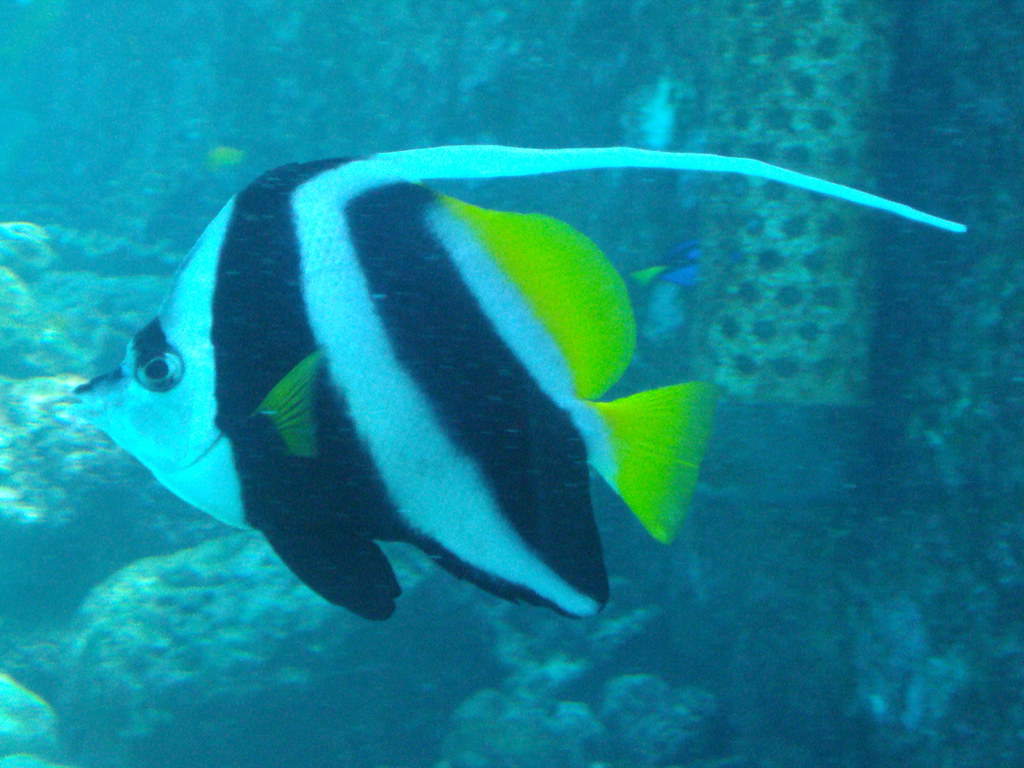 The Western Australia Fish Kill (image credits: flickr)
