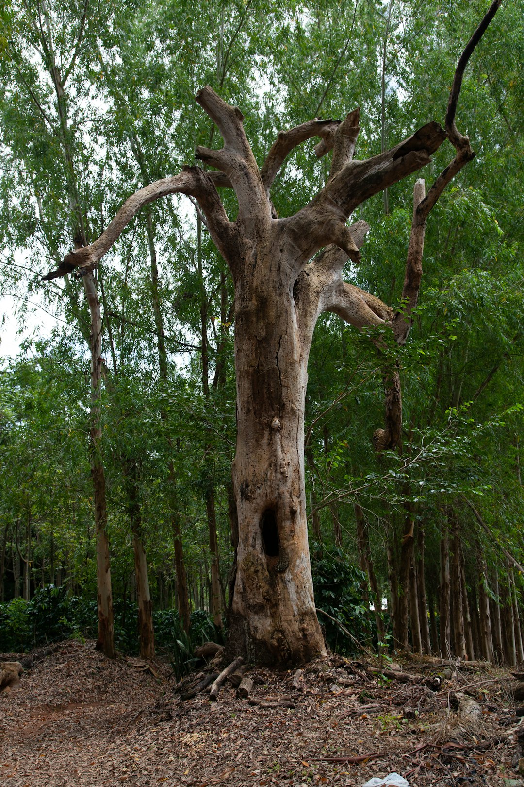 Agroforestry Implications (image credits: unsplash)