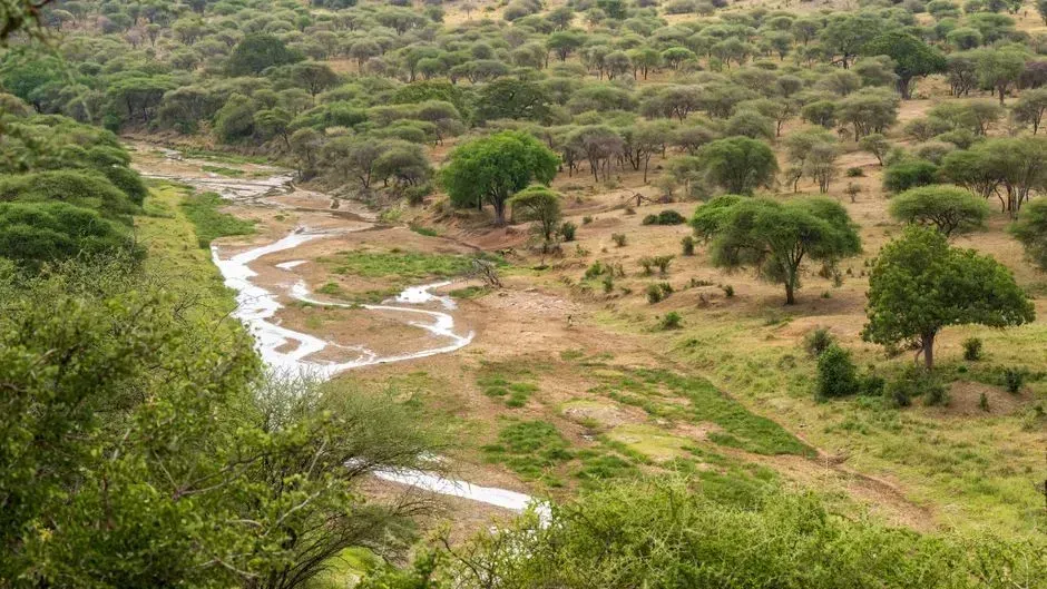 Rural Tanzania: nature-based work as a safety net (Image Credits: Pexels)