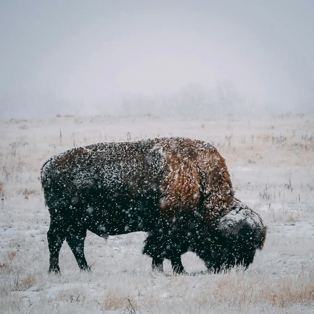 Unusual Animal Behavior (Image Credits: Unsplash)