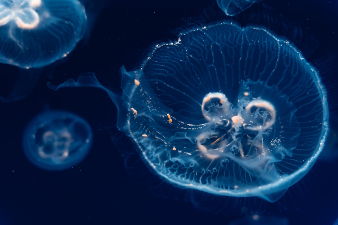 The Oxygen Factory (image credits: unsplash)