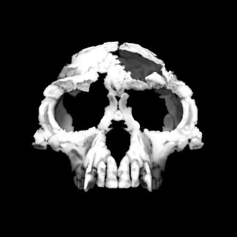 Ardipithecus ramidus: The Ground Floor (image credits: Zanclean skull
Uploaded by FunkMonk, CC BY 2.0, https://commons.wikimedia.org/w/index.php?curid=8541387)