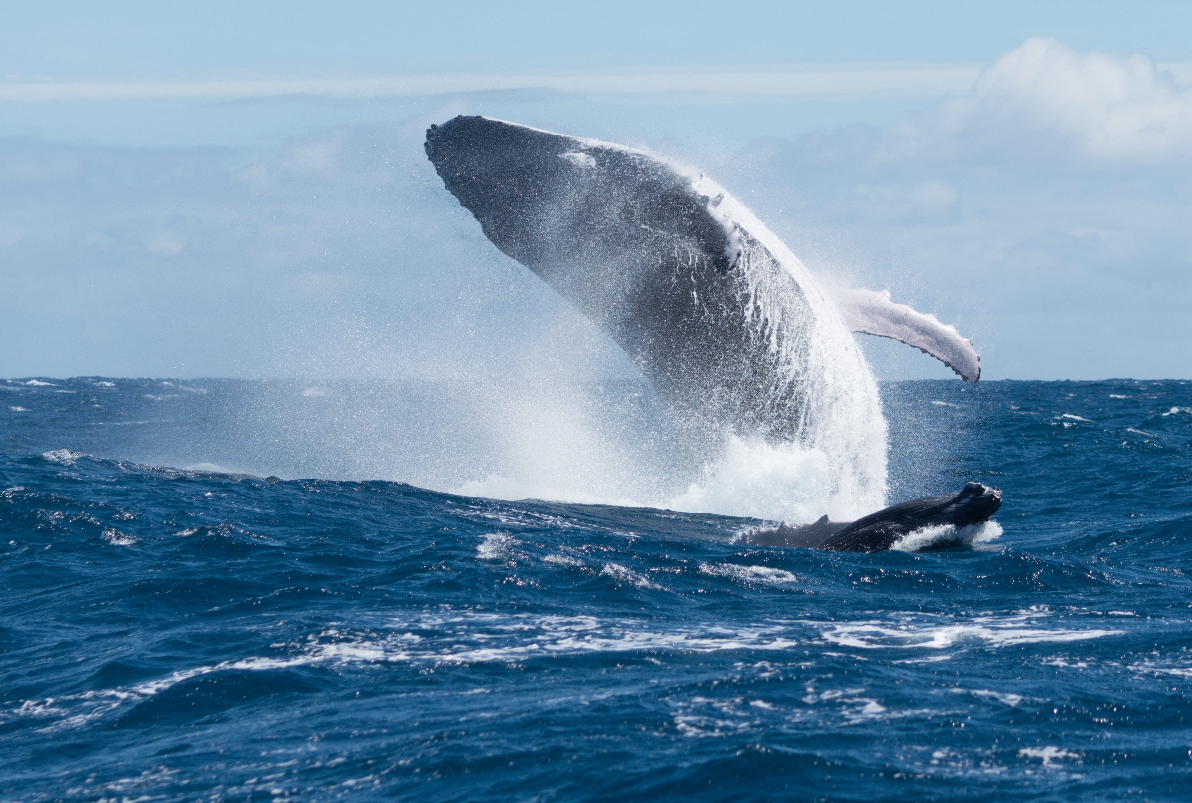 15. Whales and Feeding Grounds (image credits: wikimedia)