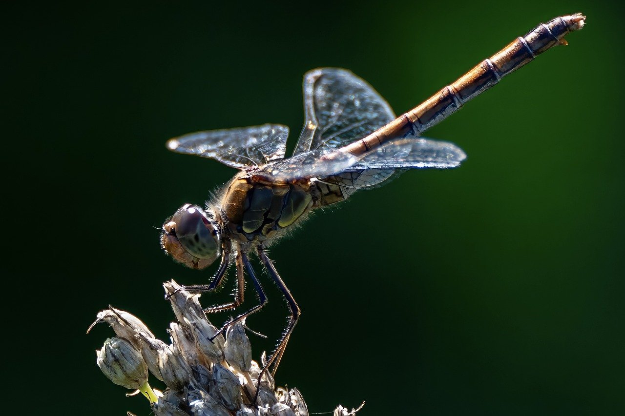 8. Insects and Phenology Changes (image credits: pixabay)