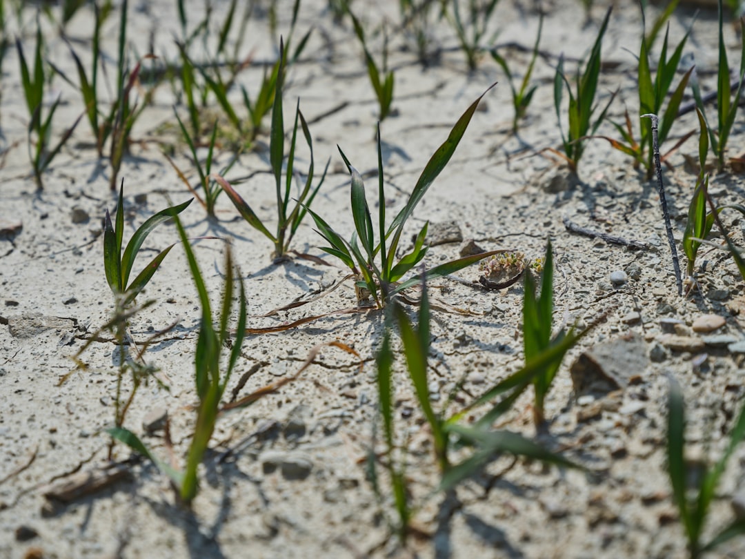 Drought and Its Economic Toll (image credits: unsplash)