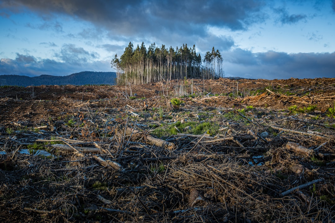 Impact on Forests (image credits: unsplash)