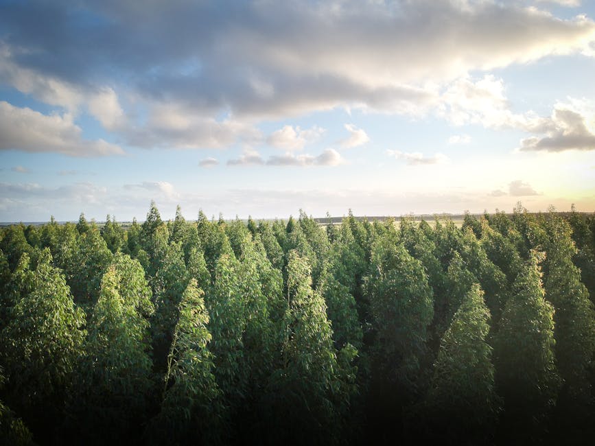 Reforestation and Climate Resilience (image credits: pexels)