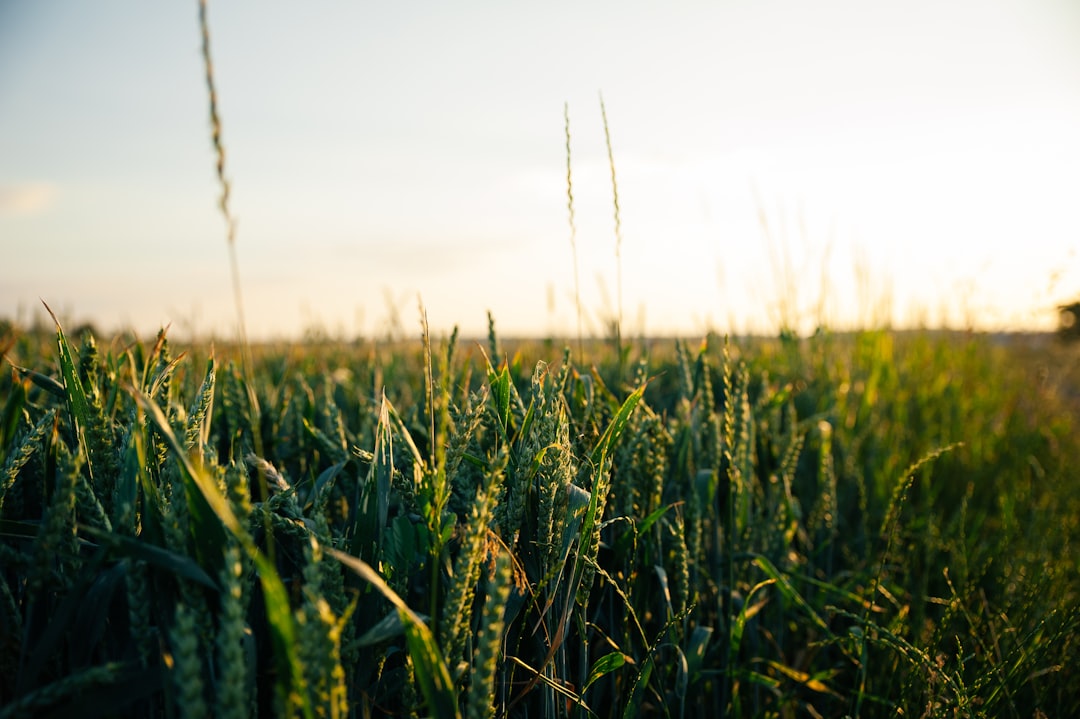 Genetic Diversity in Crops and Livestock Enhances Food Security 🌾