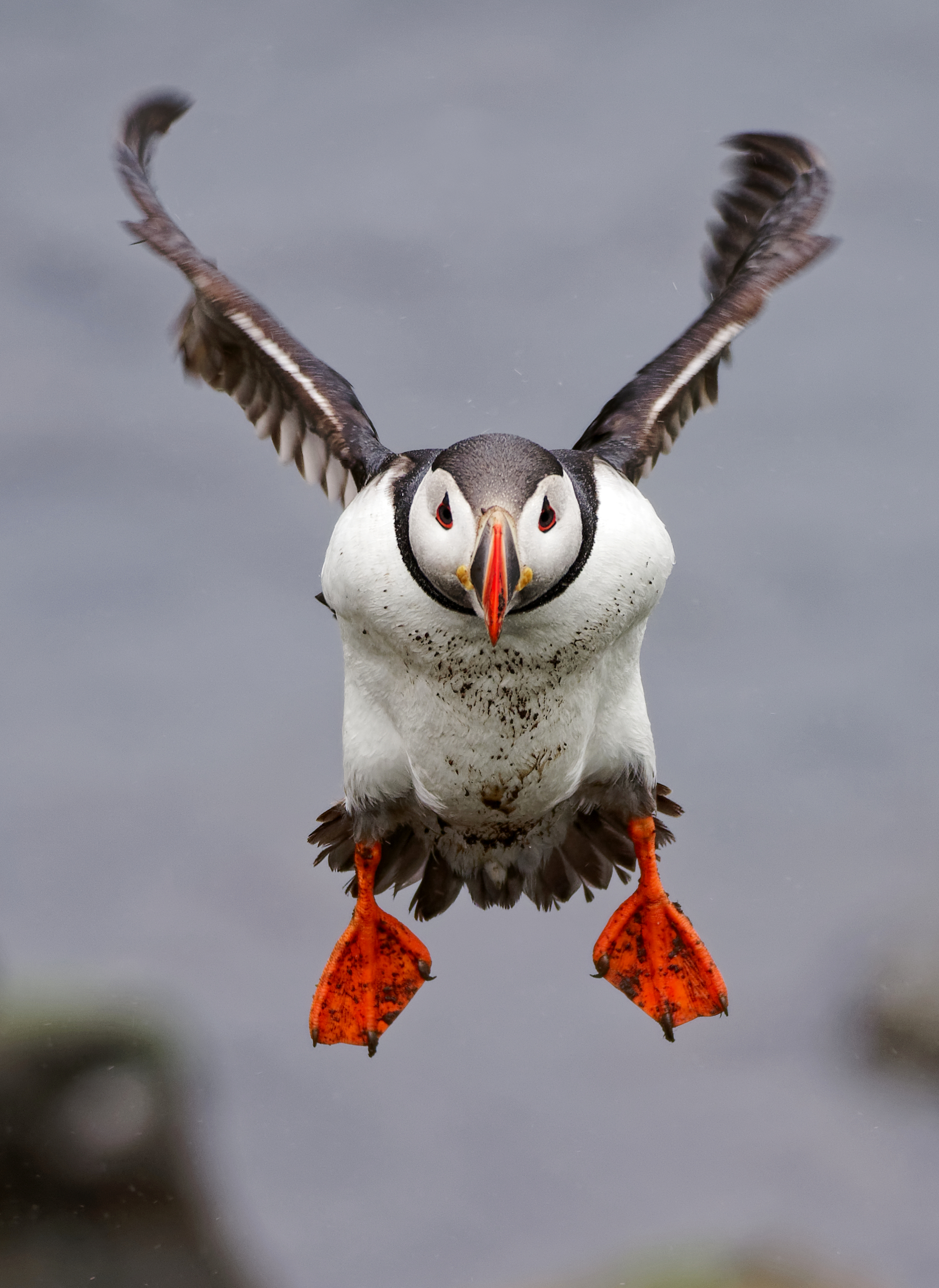 Atlantic Puffins – Losing Food Sources