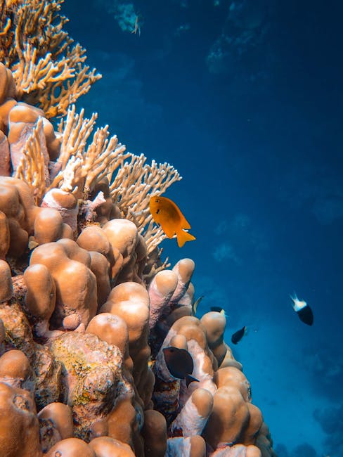 Wetlands and Coral Reefs Reduce Disaster Impact 🌊