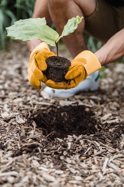 Economic Benefits of Reforestation (image credits: pexels)