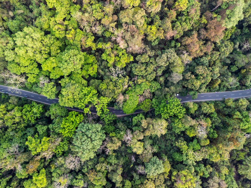 Forests with High Biodiversity Store More Carbon 🌳