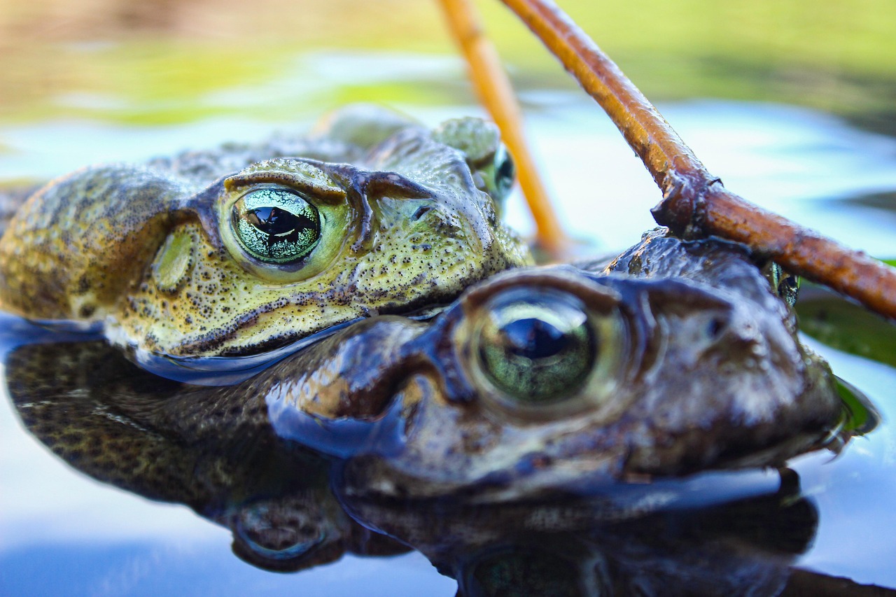 7. Amphibians and Habitat Shifts (image credits: pixabay)