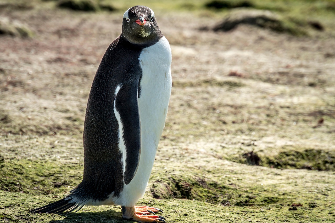 11. Penguins and Ice Loss (image credits: pixabay)