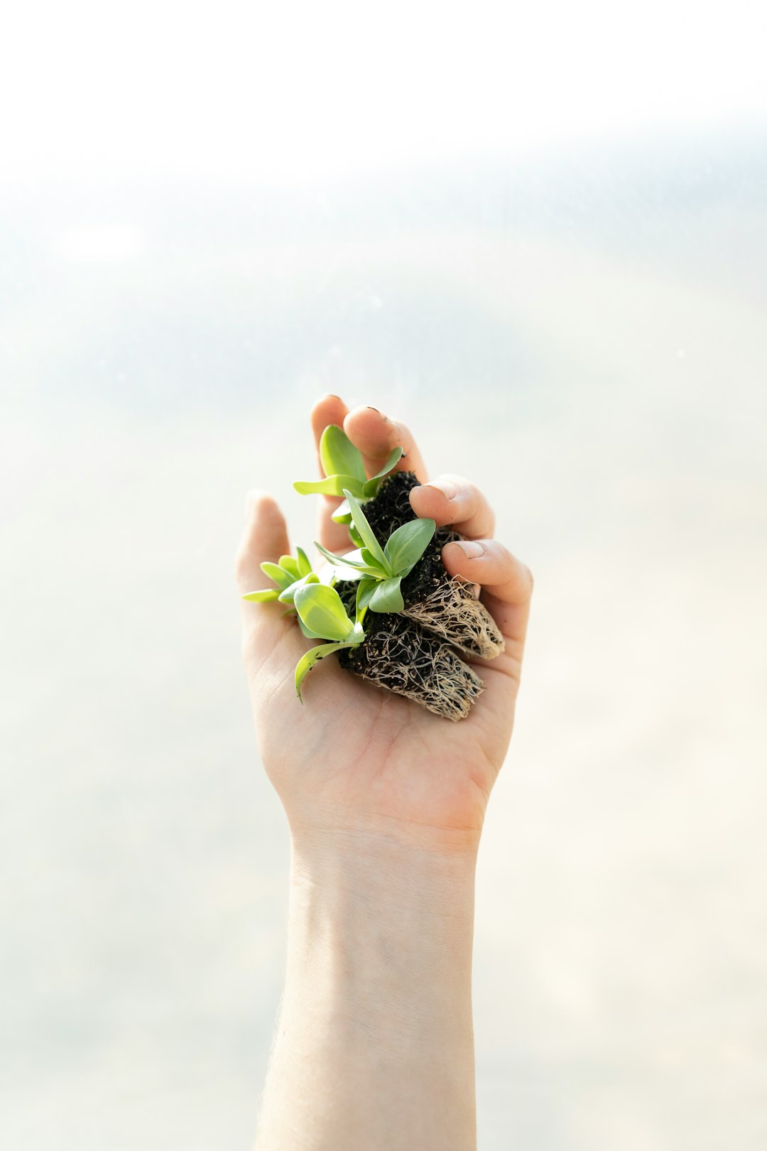 9. Future Trends in Vertical Farming (image credits: unsplash)