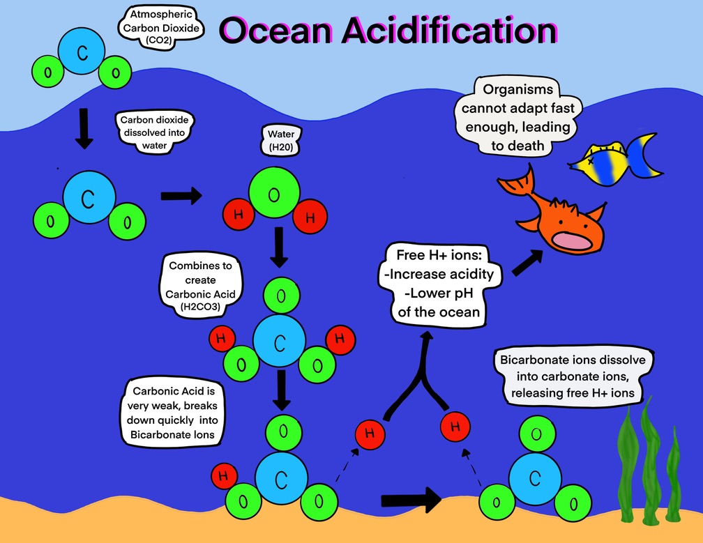 Ocean Acidification (image credits: wikimedia)