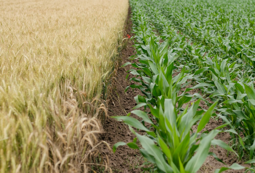 Regenerative Farming Improves Soil Health 🌱