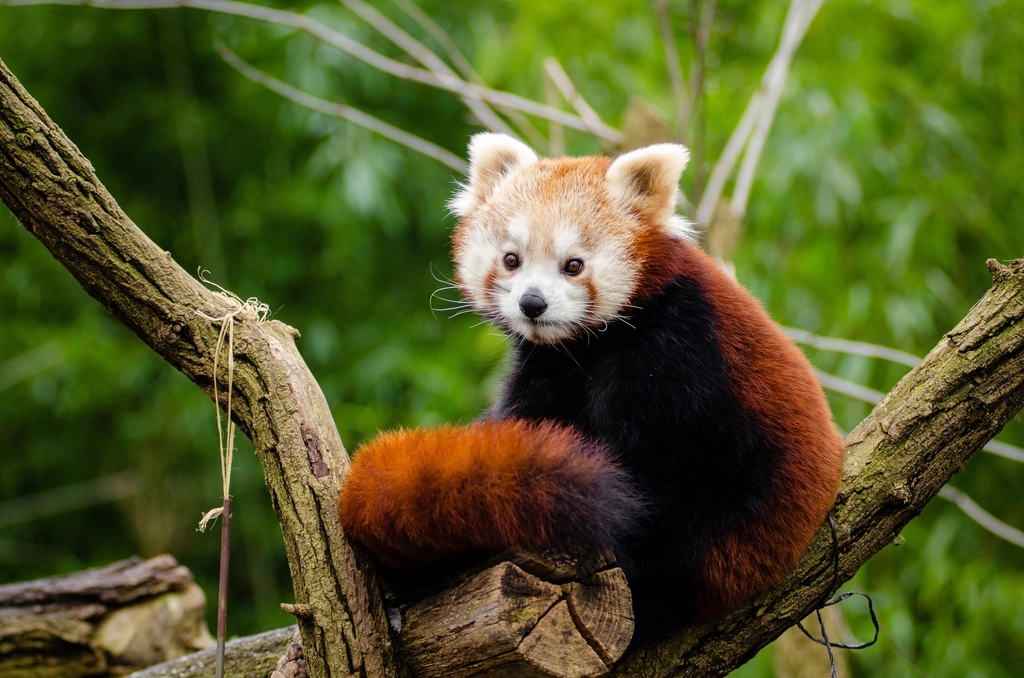 Red Pandas – Losing Bamboo Forests