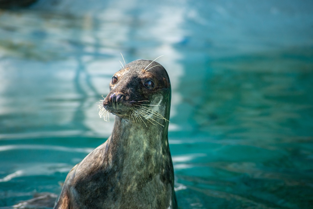 18. Sea Lions and Food Availability (image credits: pixabay)