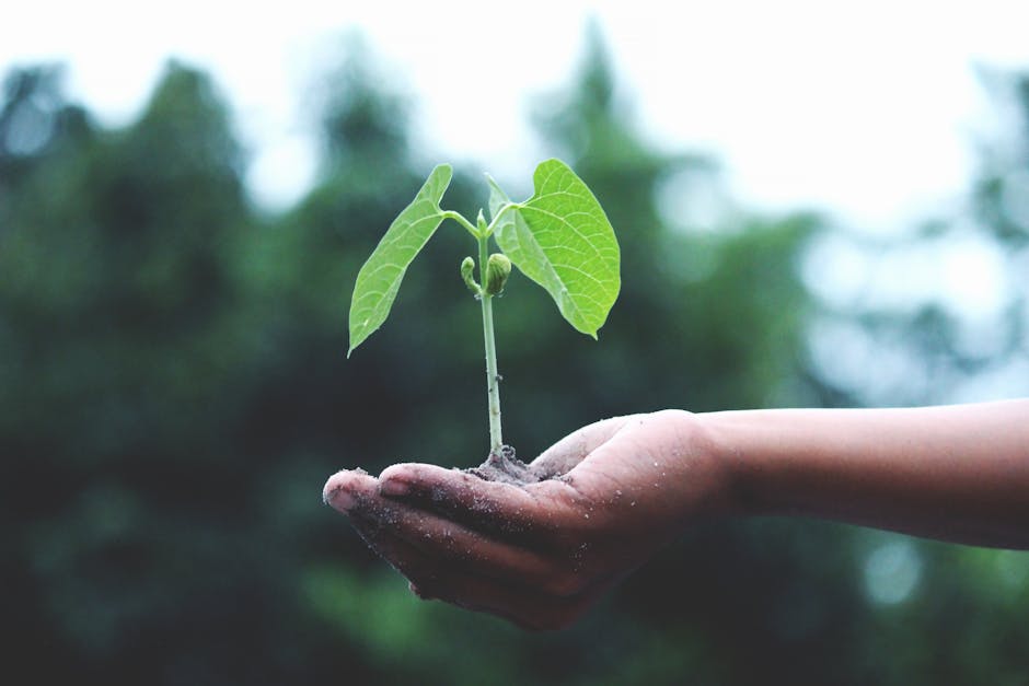 Understanding Reforestation (image credits: pexels)