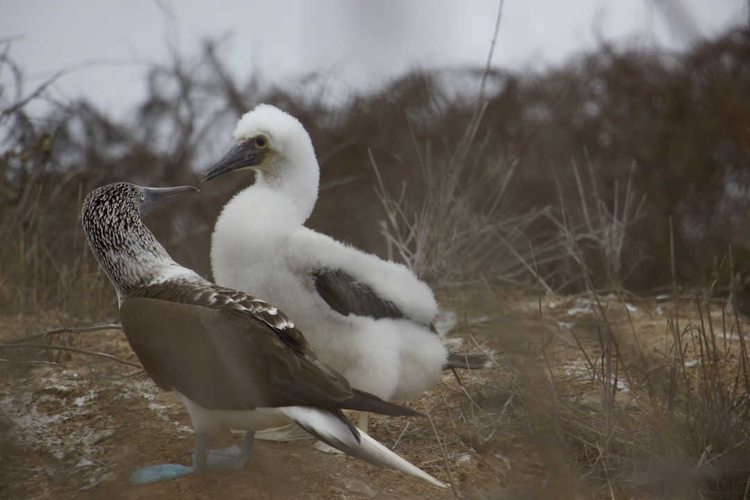 Species Interactions Maintain Ecological Balance 🦅