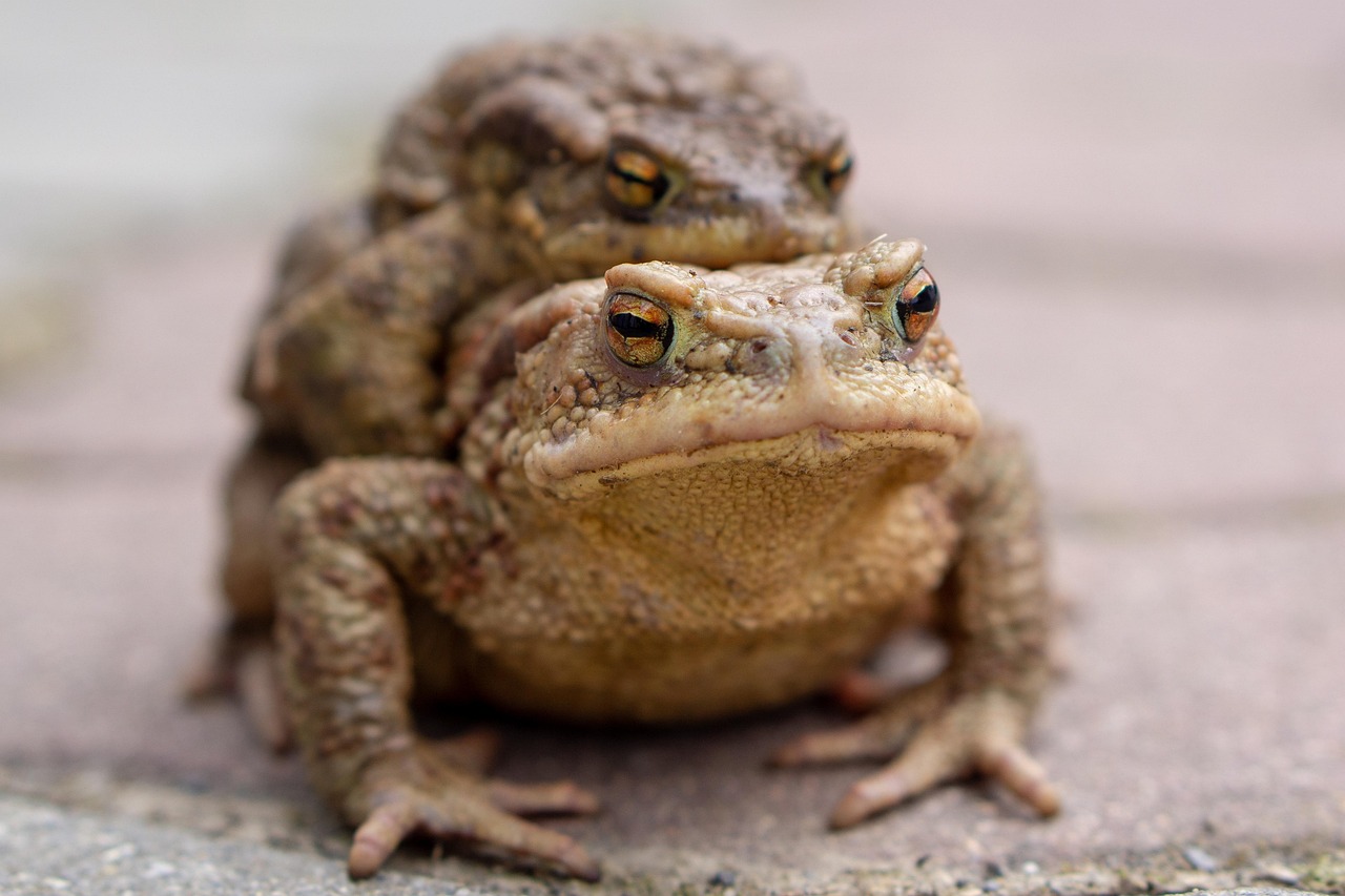 14. Toads and Climate Resilience (image credits: pixabay)