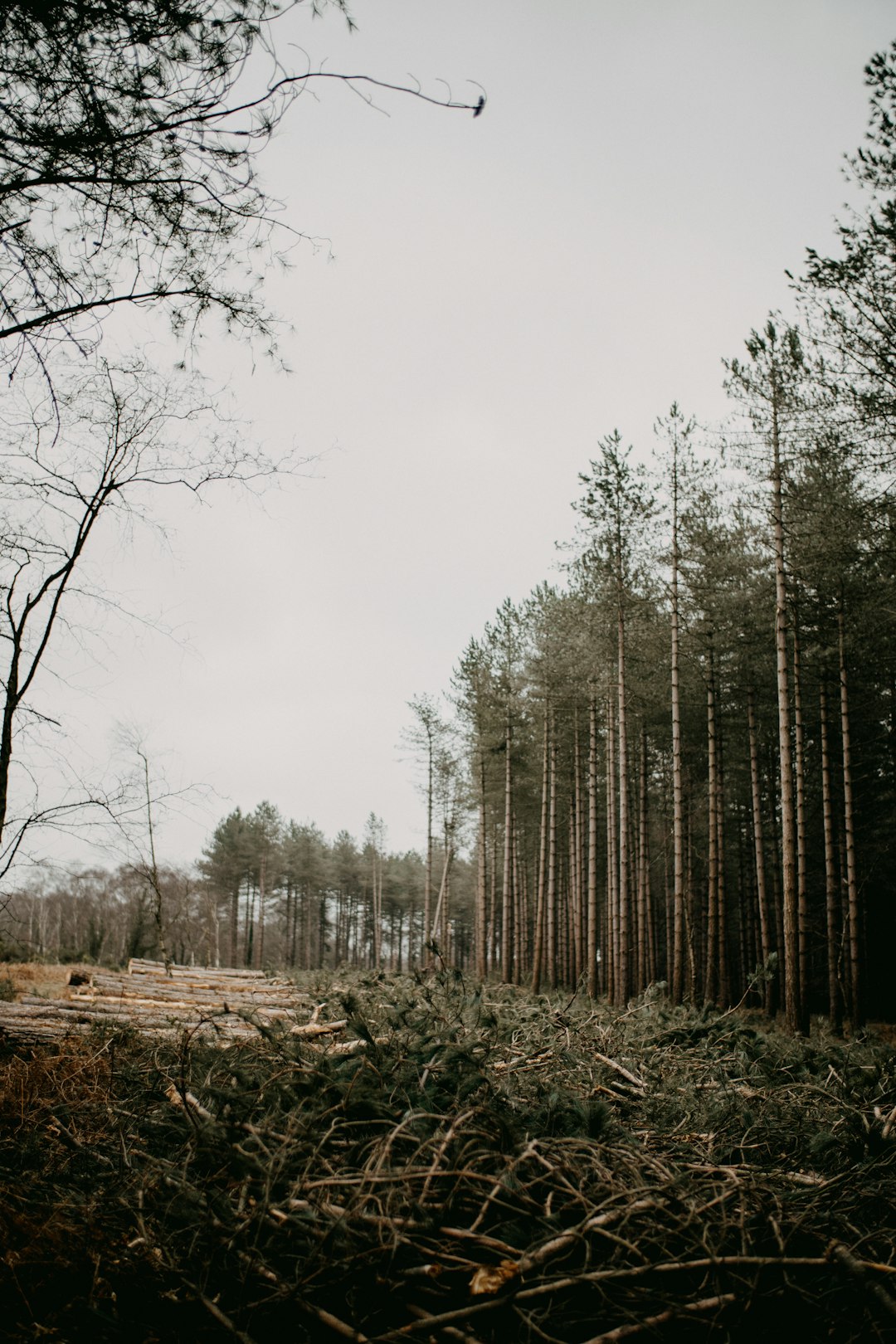 Monitoring Deforestation and Land Use Changes