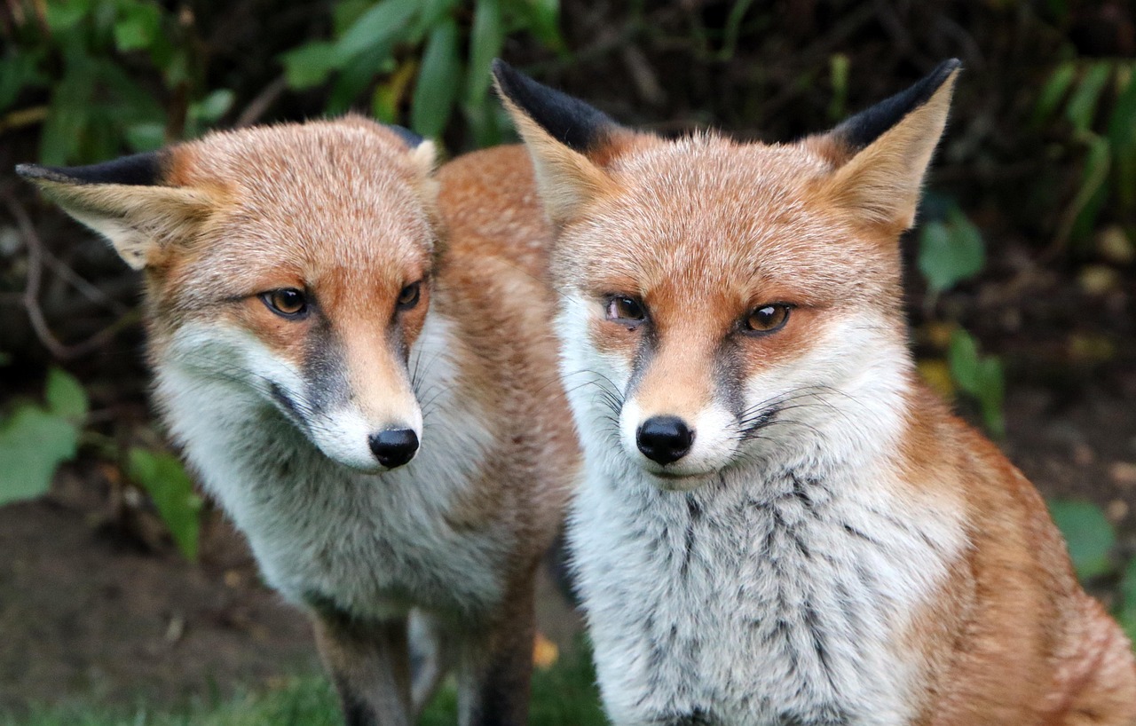 5. Red Foxes and Urbanization (image credits: pixabay)