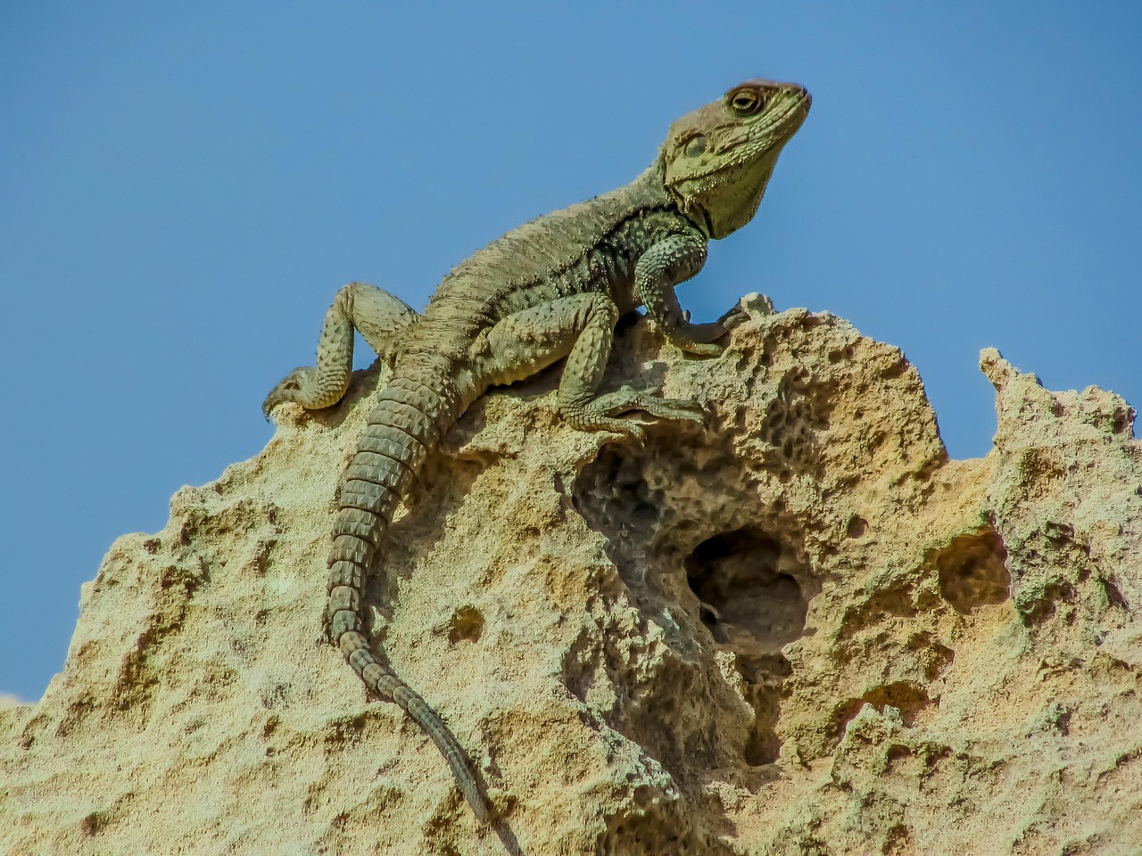 16. Lizards and Temperature Tolerance (image credits: pixabay)