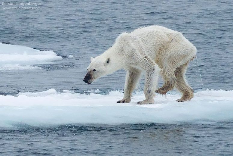 Polar Bears – Starving as Ice Melts