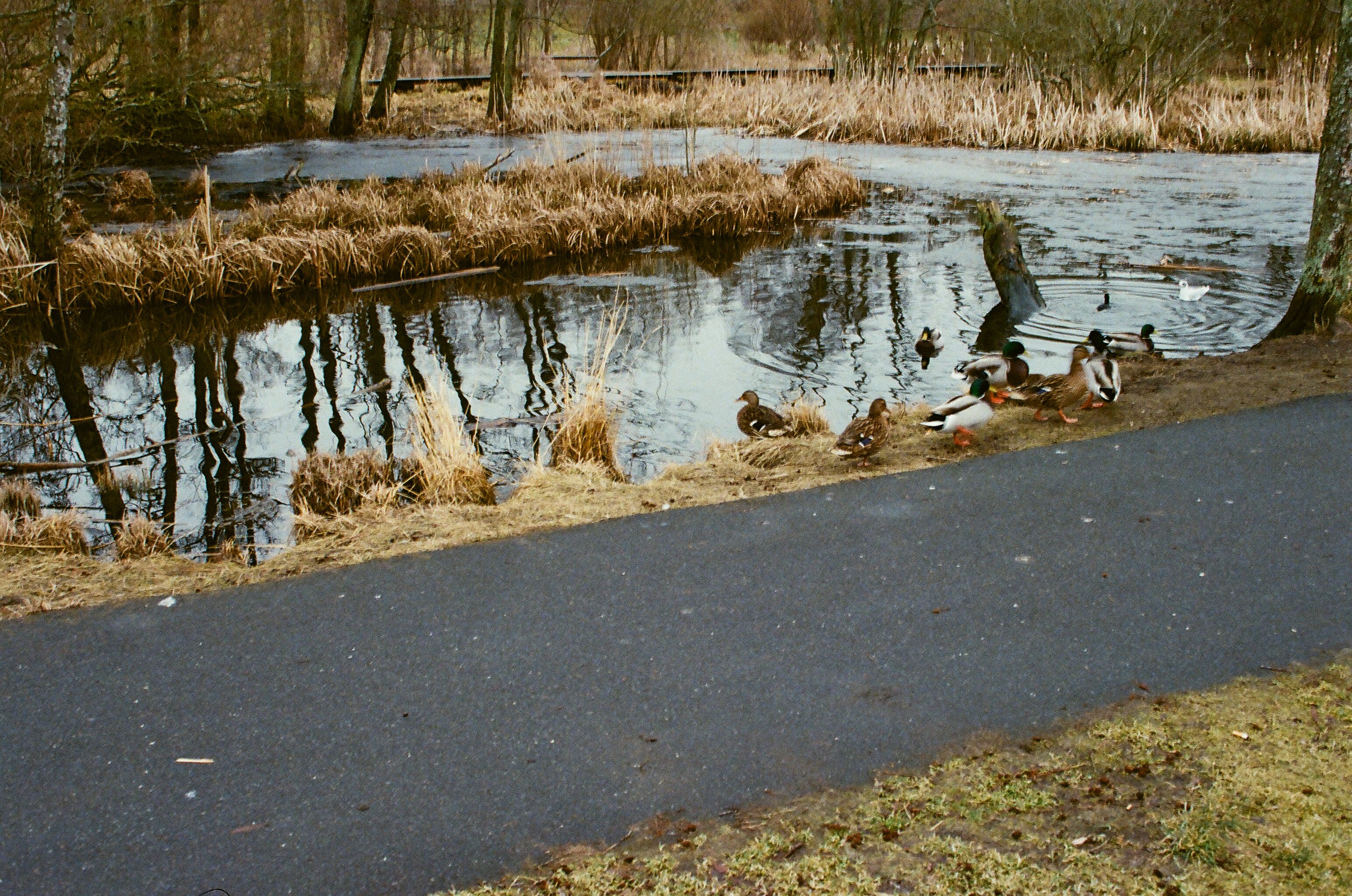 The Natural Guardians of Our Cities (image credits: wikimedia)