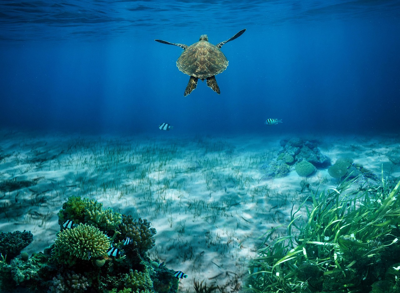 4. Sea Turtles and Nesting Sites (image credits: pixabay)