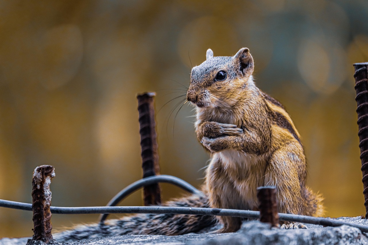 20. Squirrels and Urban Adaptation (image credits: pixabay)