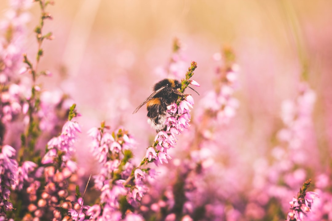 Pollinators Help Maintain Food Security 🐝