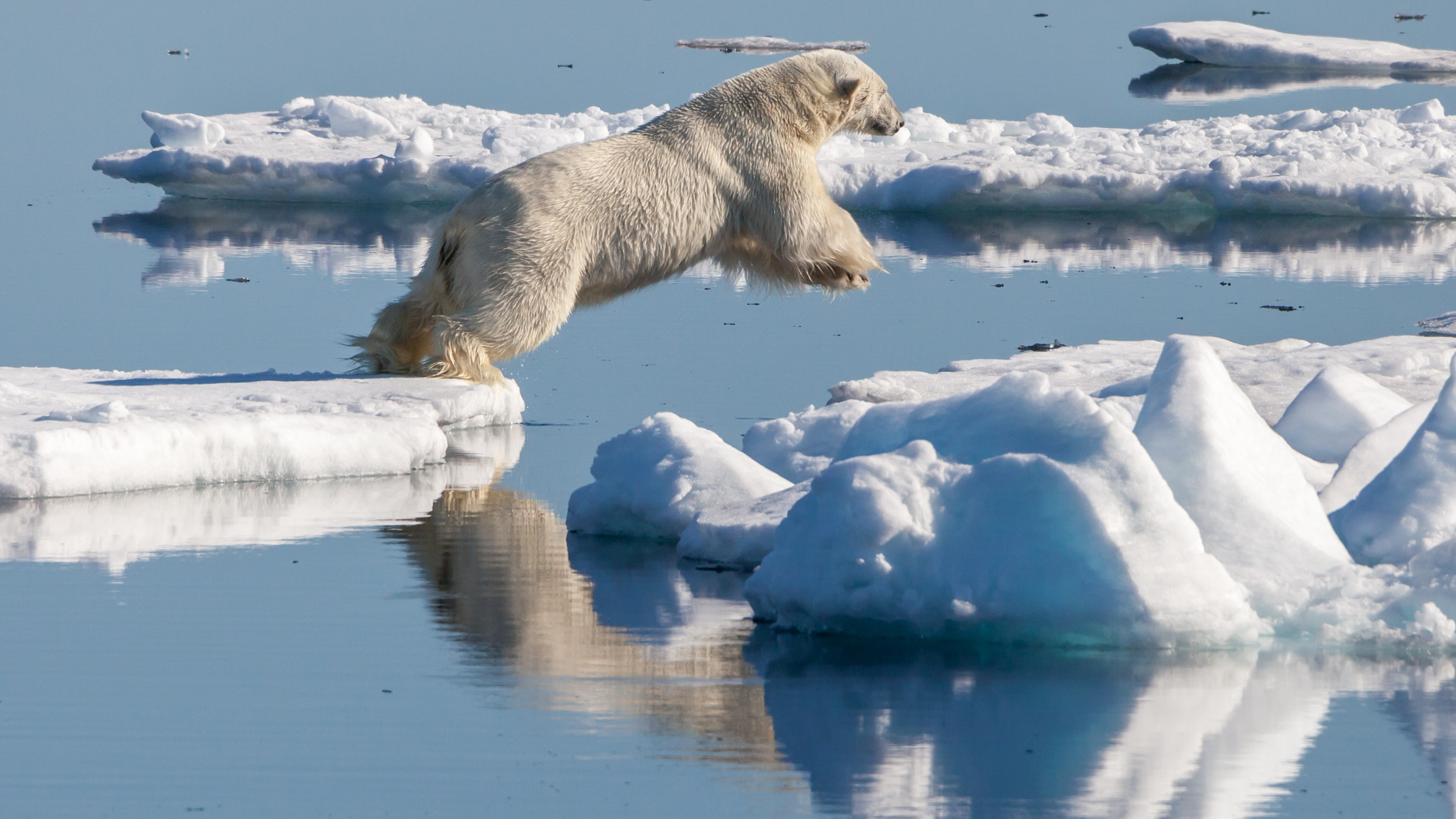 1. Polar Bears and Melting Ice (image credits: wikimedia)