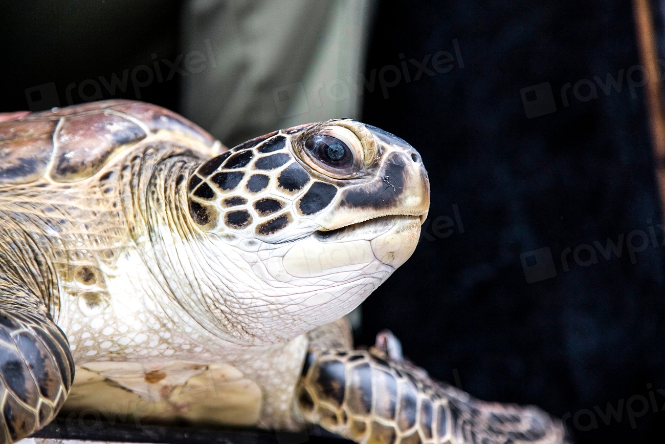 Sea Turtles – Facing Nesting Challenges