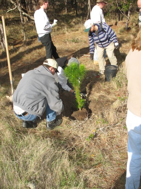 The Future of Reforestation (image credits: wikimedia)