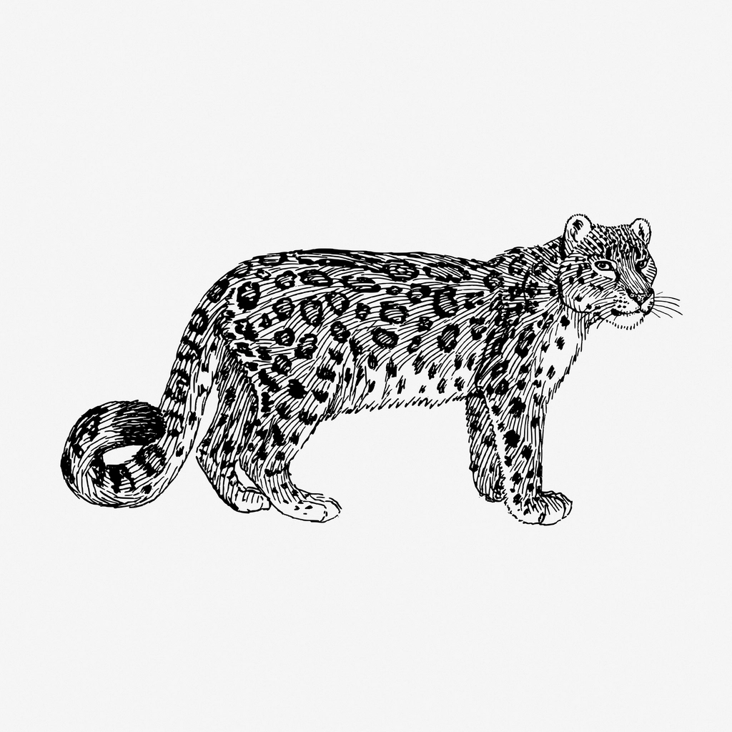 Snow Leopards – Pushed Higher into the Mountains