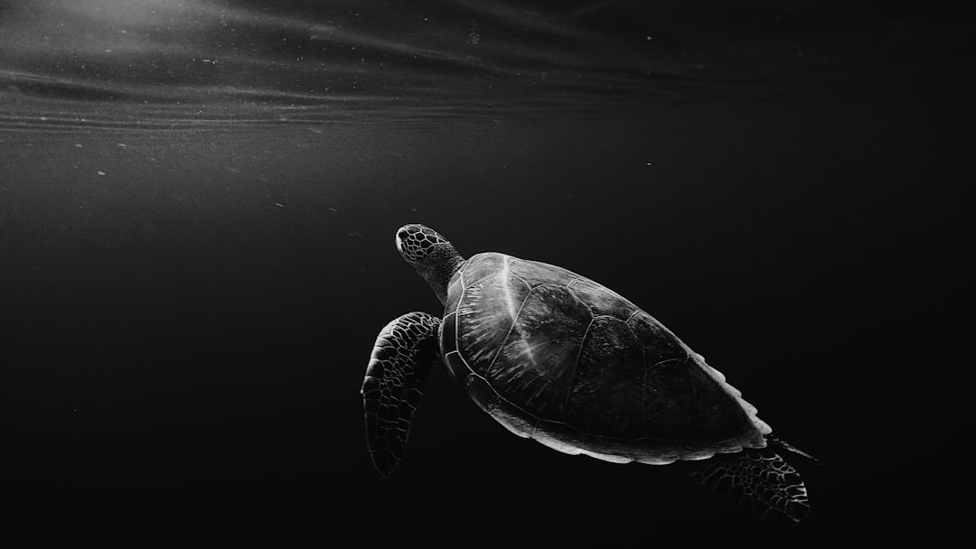 19. Turtles and Temperature-Dependent Sex Determination (image credits: unsplash)