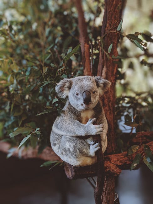 Koalas – Struggling in Extreme Heat