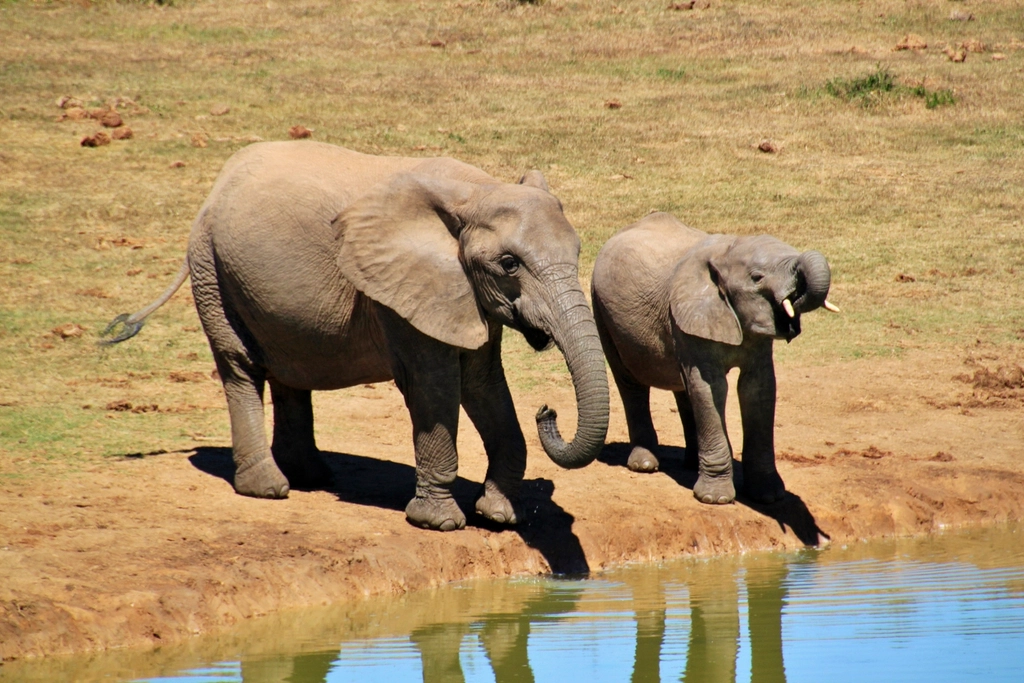 African Elephants – Suffering from Water Scarcity