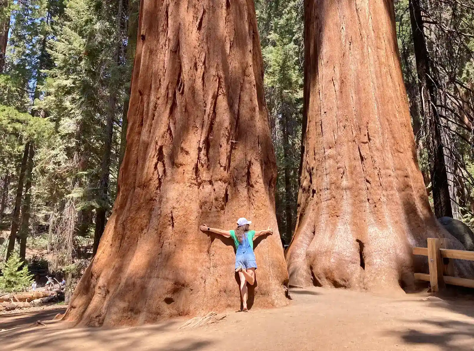Giant Sequoia: Ancient Monarchs of the Sierra Nevada (By Marty Aligata, CC BY-SA 4.0)