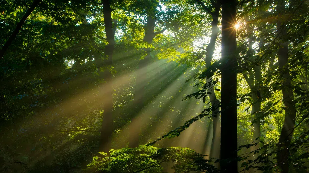 Your Dreams Are Filled With Comforting Imagery (Image Credits: Flickr)